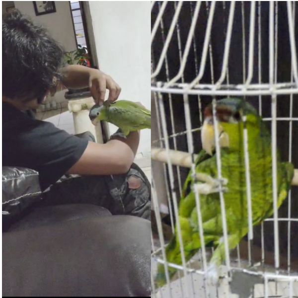 cartel de ave perdido