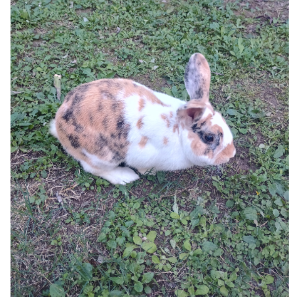 cartel de conejo perdido