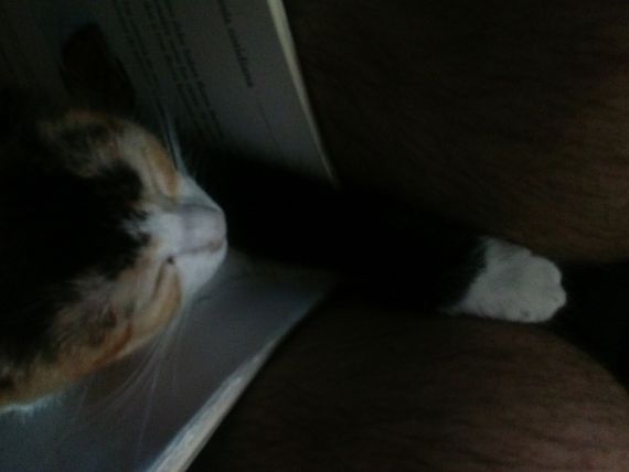 cartel de gato en_adopcion