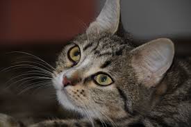cartel de gato en_adopcion