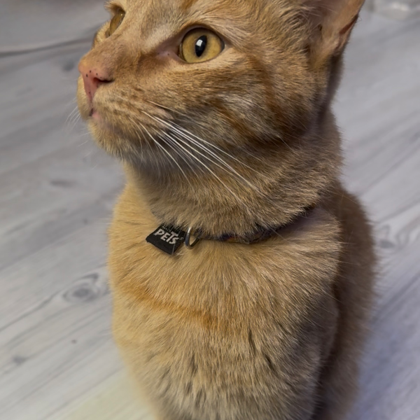 cartel de gato encontrado