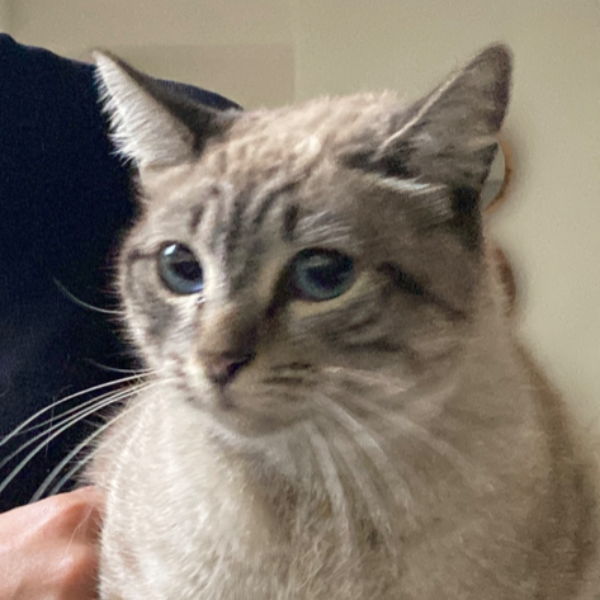 cartel de gato encontrado