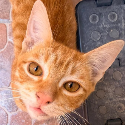 cartel de gato encontrado