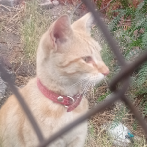 cartel de gato encontrado