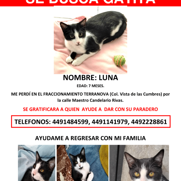 cartel de gato perdido