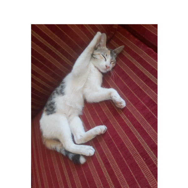 cartel de gato perdido