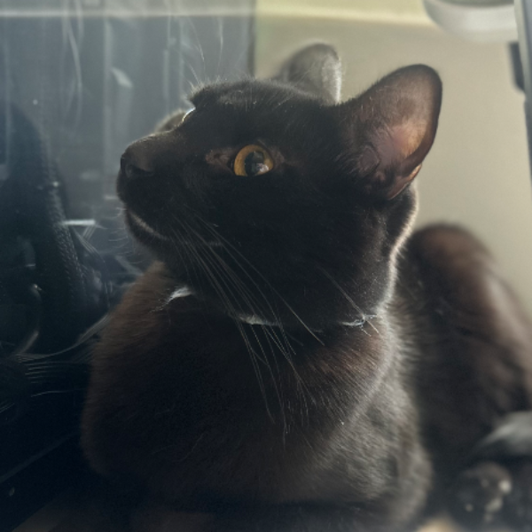 cartel de gato perdido