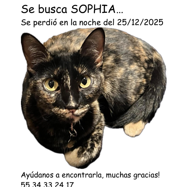 cartel de gato perdido