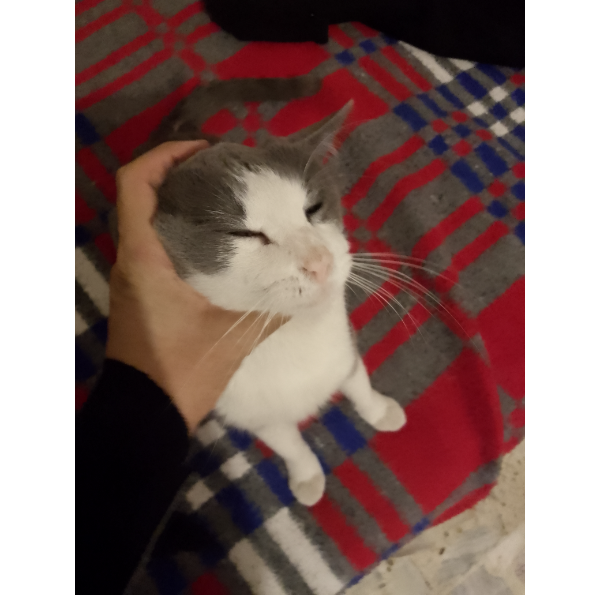 cartel de gato perdido