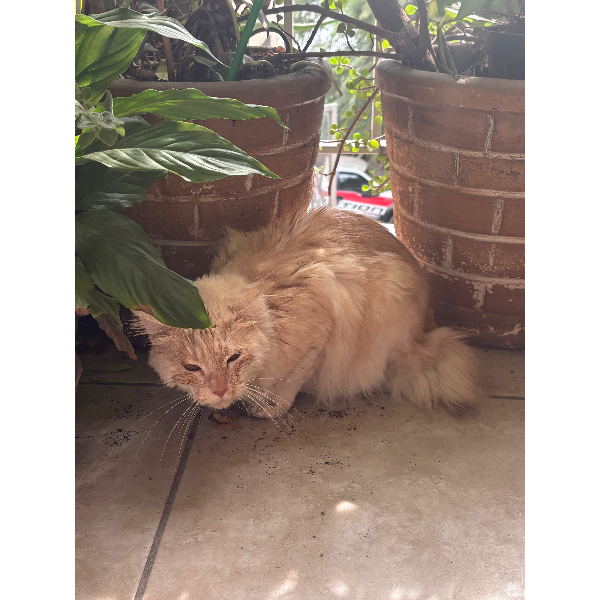 cartel de gato perdido