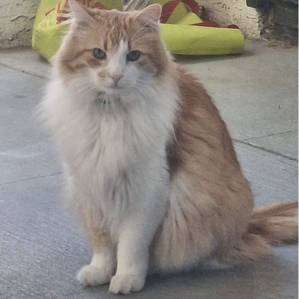 cartel de gato perdido