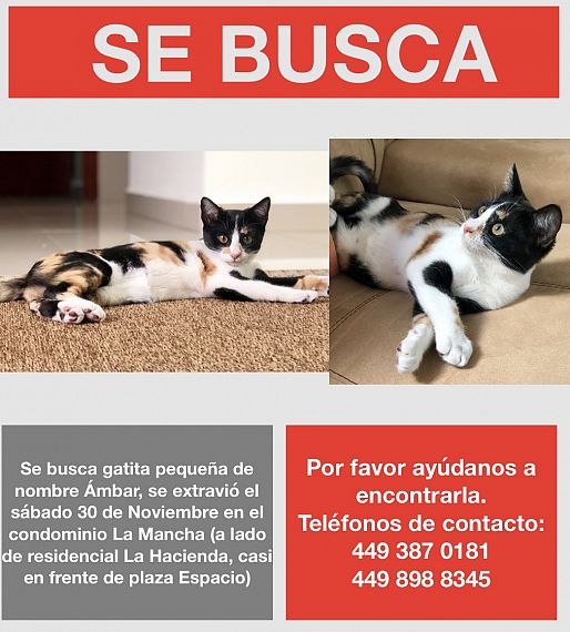 cartel de gato perdido