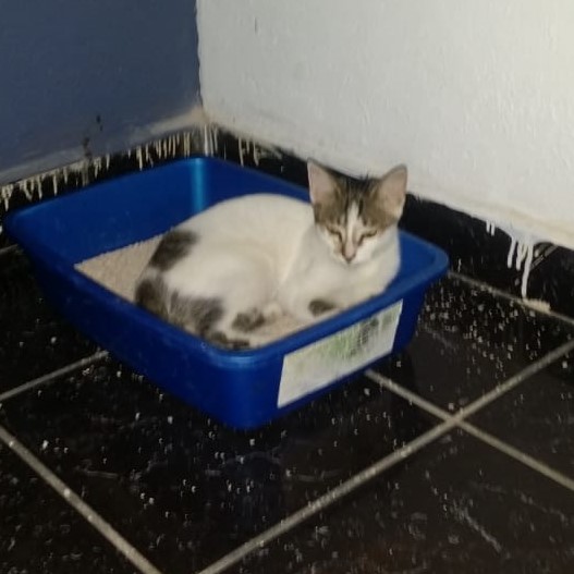 cartel de gato perdido