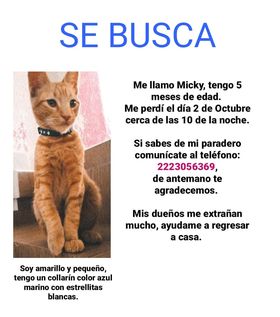 cartel de gato perdido