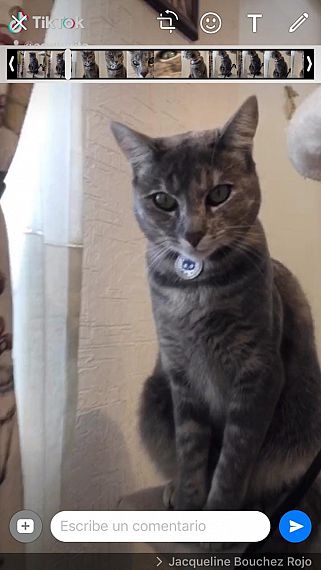 cartel de gato perdido