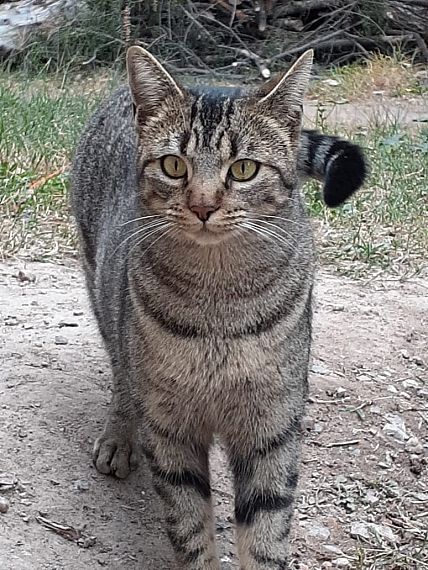 cartel de gato perdido
