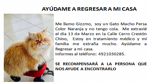 cartel de gato perdido