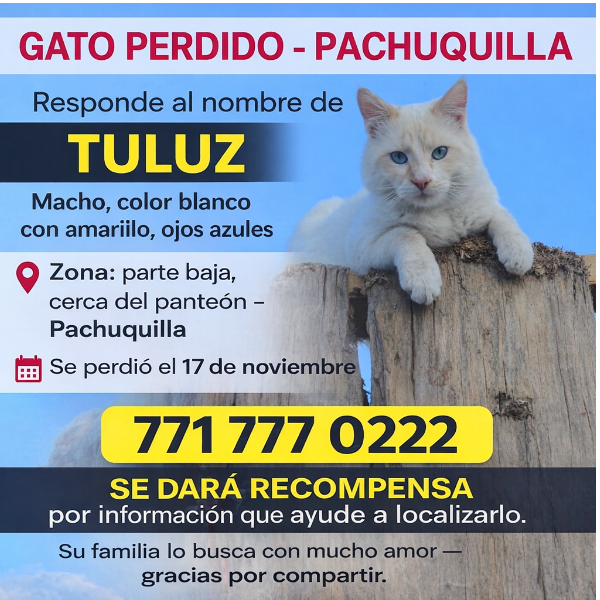 cartel de gato perdido