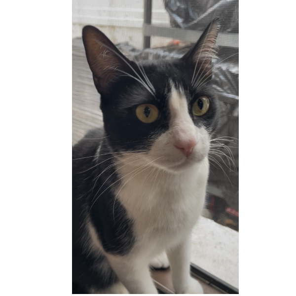 cartel de gato perdido