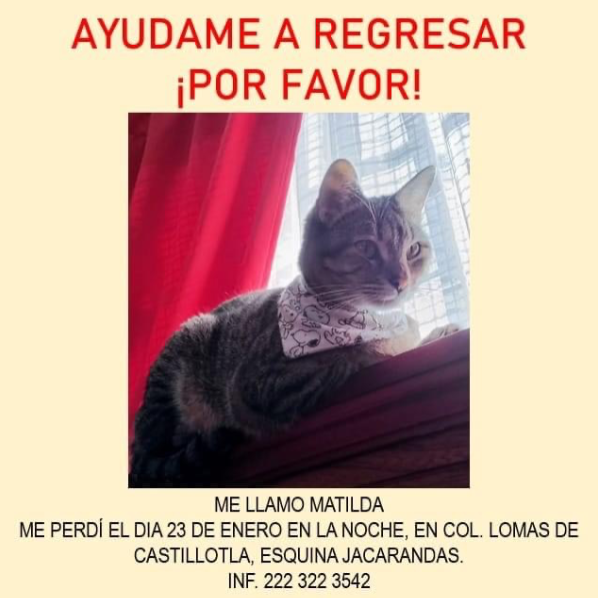 cartel de gato perdido