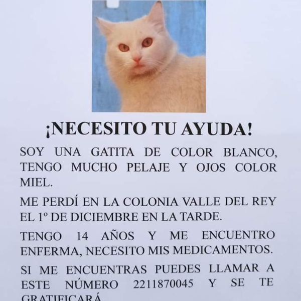 cartel de gato perdido