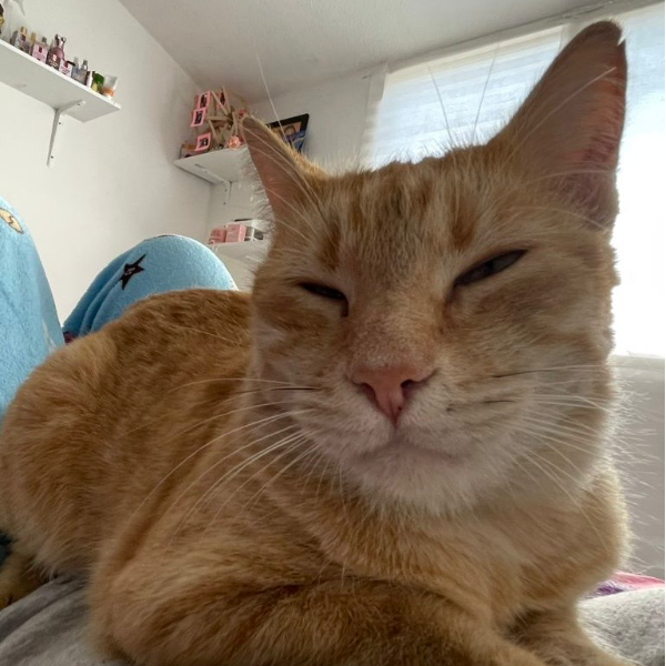 cartel de gato perdido