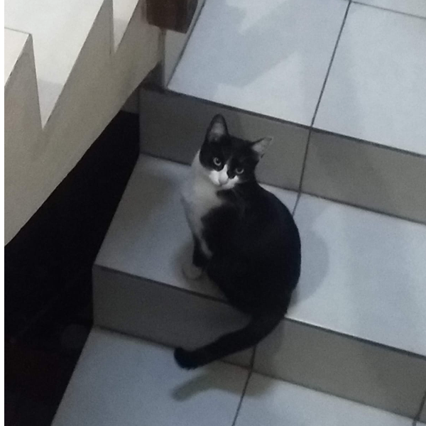 cartel de gato perdido