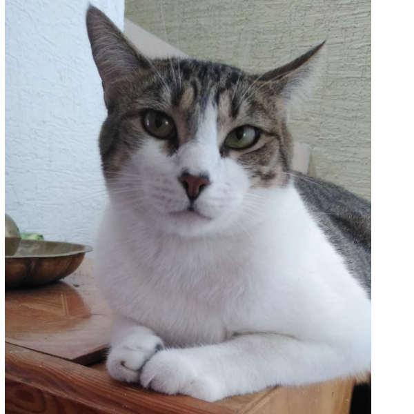 cartel de gato perdido