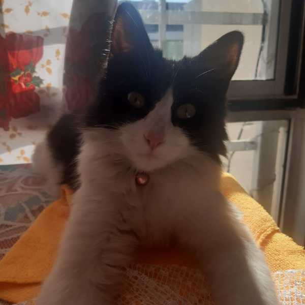 cartel de gato perdido