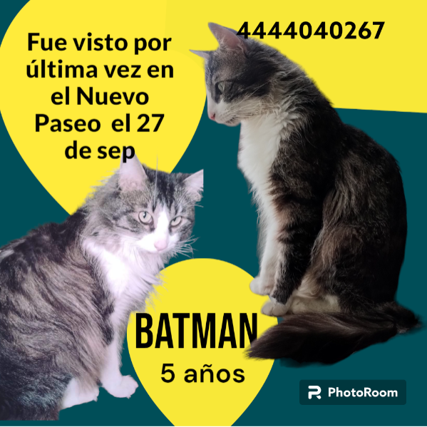 cartel de gato perdido