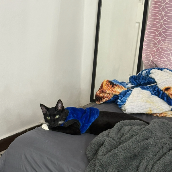 cartel de gato perdido