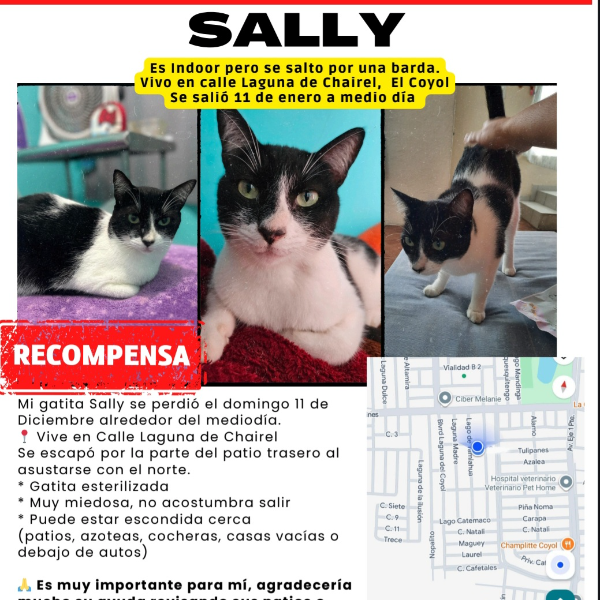 cartel de gato perdido