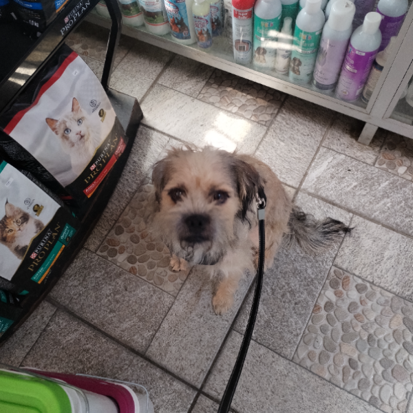 cartel de perro en_adopcion