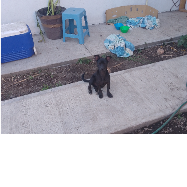 cartel de perro en_adopcion