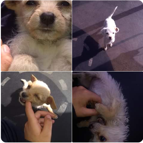 cartel de perro en_adopcion