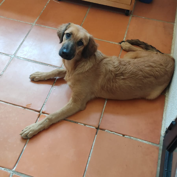 cartel de perro en_adopcion