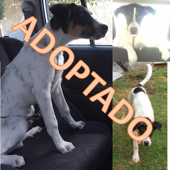 cartel de perro en_adopcion