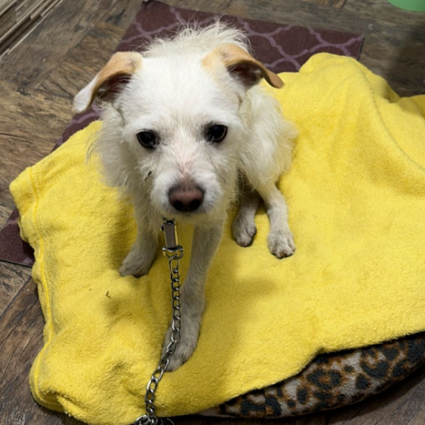 cartel de perro en_adopcion