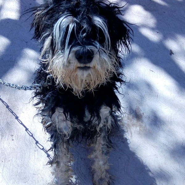 cartel de perro en_adopcion