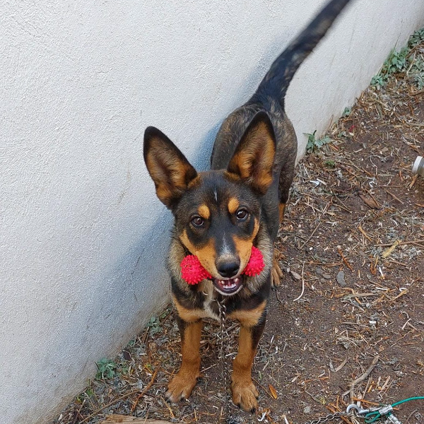 cartel de perro en_adopcion