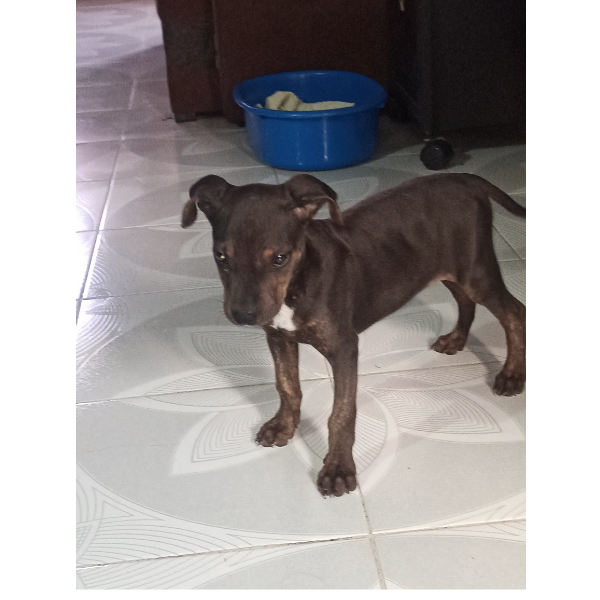 cartel de perro en_adopcion