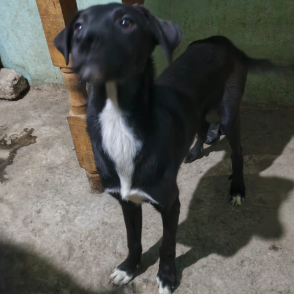 cartel de perro en_adopcion