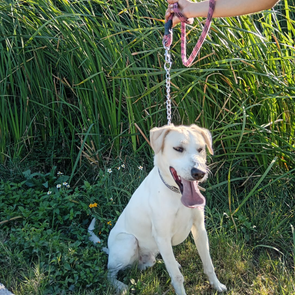 cartel de perro en_adopcion