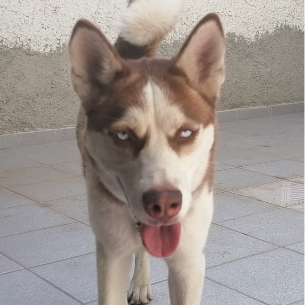 cartel de perro encontrado