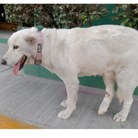 cartel de perro encontrado