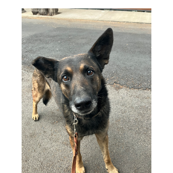 cartel de perro encontrado