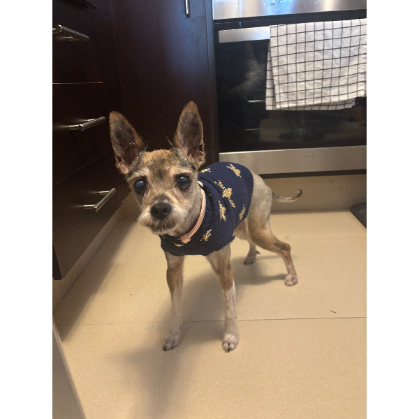 cartel de perro encontrado