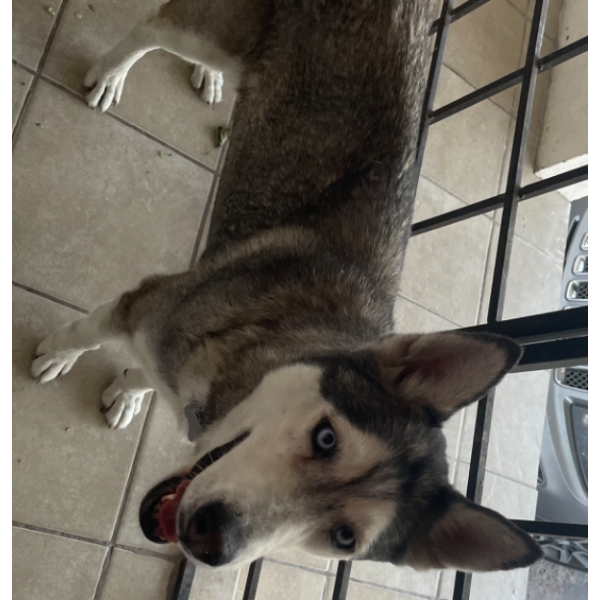 cartel de perro encontrado