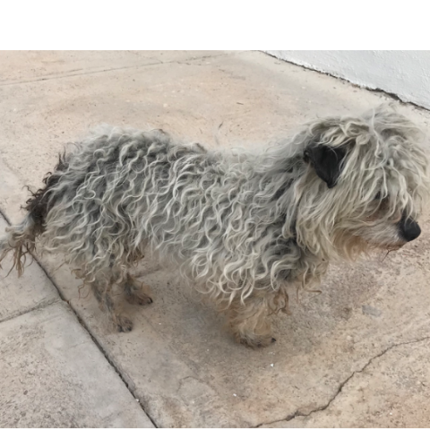 cartel de perro encontrado