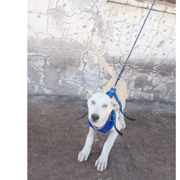 cartel de perro encontrado